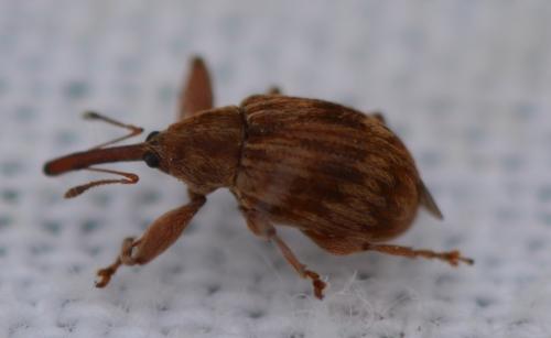 Réf. 343 680 : Anthonomus rectirostris